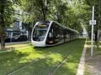 Liege 5112 BdSauv